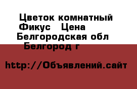 Цветок комнатный Фикус › Цена ­ 650 - Белгородская обл., Белгород г.  »    